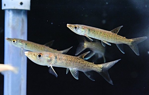 画像1: アフリカンパイクカラシン(8cm±)WILDナイジェリア★ (1)