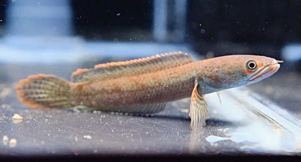 画像2: アイズファイヤー スネークヘッド(11cm±)WILD★ (2)