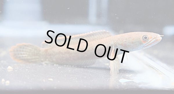 画像2: アイズファイヤー スネークヘッド(11cm±)WILD★ (2)