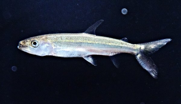 画像1: ゴライアス タイガーフィッシュ(8cm±)WILDコンゴ★ (1)