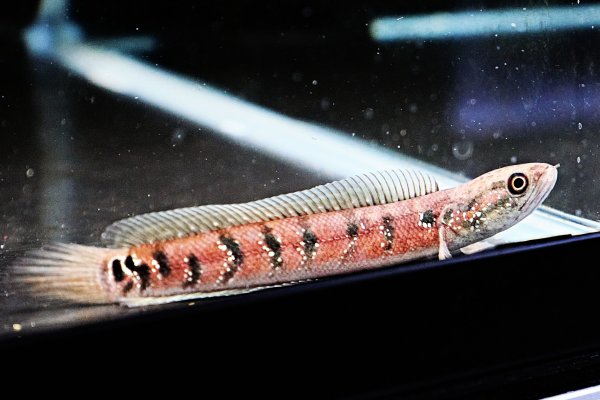 画像1: コウタイ スーパーレッド(12cm±)★ (1)