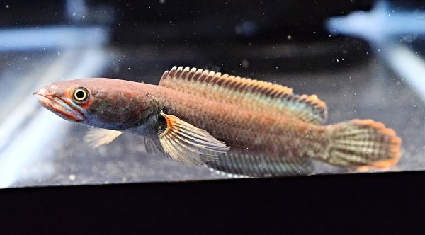 画像1: アイズファイヤー スネークヘッド(11cm±)WILD★ (1)