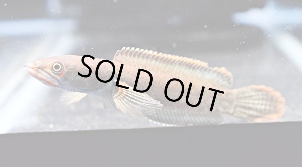 画像1: アイズファイヤー スネークヘッド(11cm±)WILD★ (1)