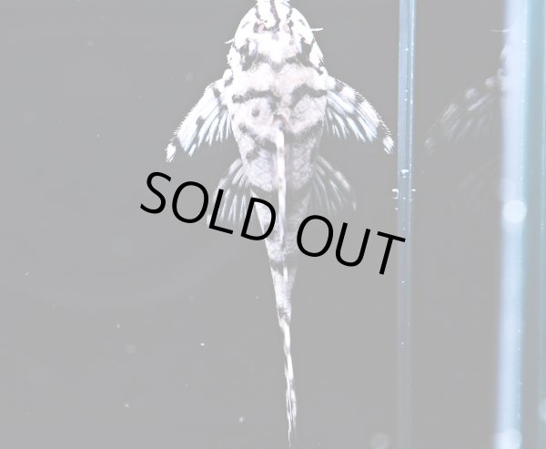 画像4: リアルメガクラウンゼブラプレコ L-236 1ペア(7cm±)国産ブリード (4)