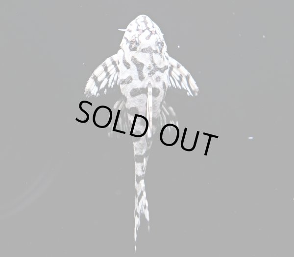 画像3: リアルメガクラウンゼブラプレコ L-236 1ペア(7cm±)国産ブリード (3)