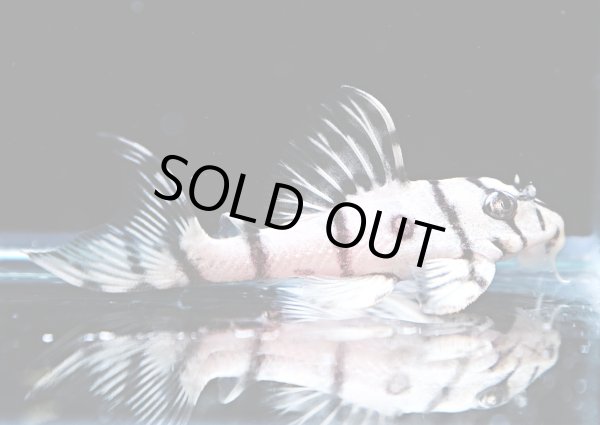 画像1: リアルメガクラウンゼブラプレコ L-236 1ペア(7cm±)国産ブリード (1)