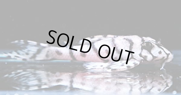 画像3: リアルメガクラウンゼブラプレコ L-236 1ペア(7cm±)国産ブリード (3)