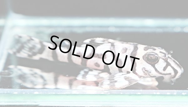 画像3: リアルメガクラウンゼブラプレコ L-236 1ペア(7cm±)国産ブリード (3)