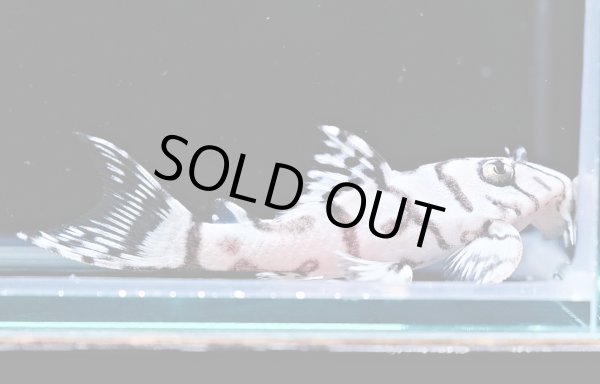 画像1: リアルメガクラウンゼブラプレコ L-236 1ペア(7cm±)国産ブリード (1)