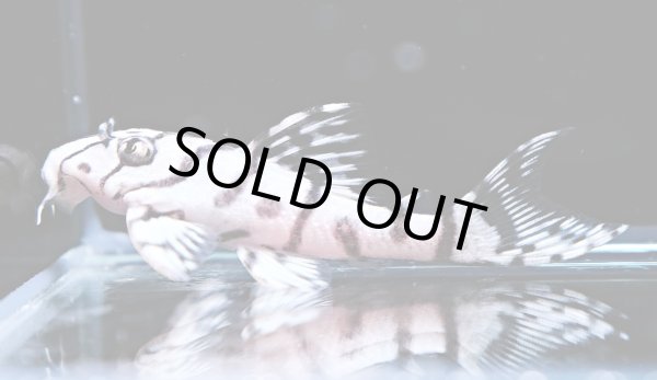 画像2: リアルメガクラウンゼブラプレコ L-236 1ペア(7cm±)国産ブリード (2)