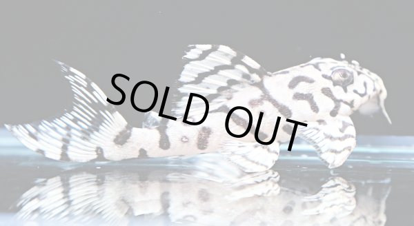 画像1: リアルメガクラウンゼブラプレコ L-236 1ペア(7cm±)国産ブリード (1)