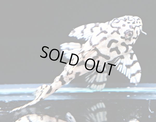 画像2: リアルメガクラウンゼブラプレコ L-236 1ペア(7cm±)国産ブリード (2)