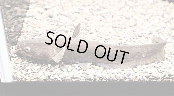 画像2: ビワコオオナマズ(22cm±)WILD▲ (2)