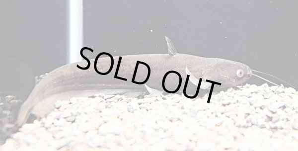 画像1: ビワコオオナマズ(22cm±)WILD▲ (1)