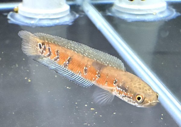 画像1: コウタイ スーパーレッド(12cm±)★ (1)