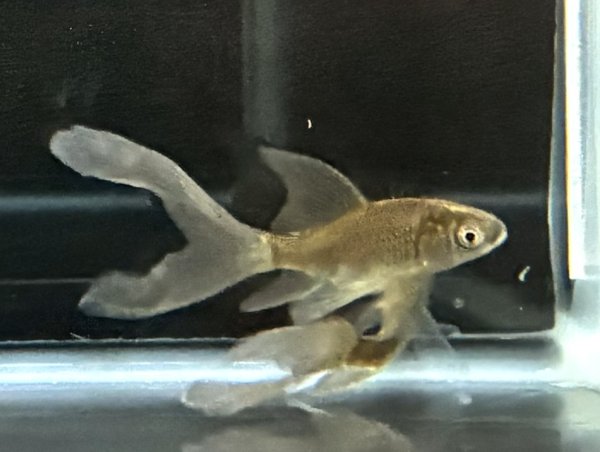 画像1: テツギョ(5cm±)ブリード (1)