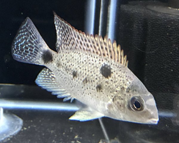 画像1: ヴィエジャ アルゲンティア(6cm±)ブリード★ (1)