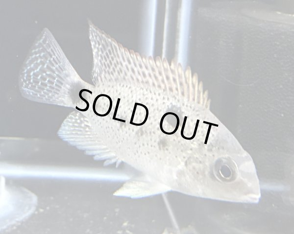 画像1: ヴィエジャ アルゲンティア(6cm±)ブリード★ (1)