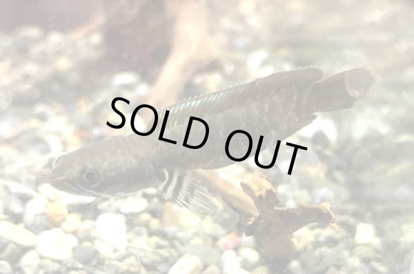 画像2: ブルーレインボー スネークヘッド(6cm±)WILD (2)