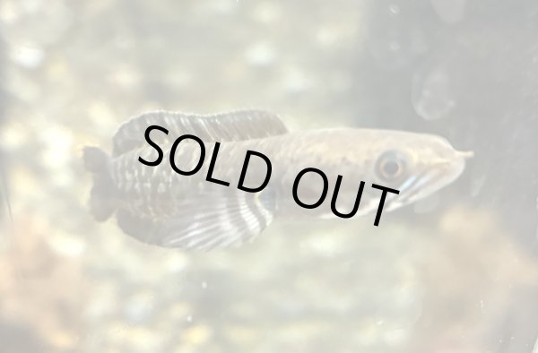 画像1: ブルーレインボー スネークヘッド(6cm±)WILD (1)