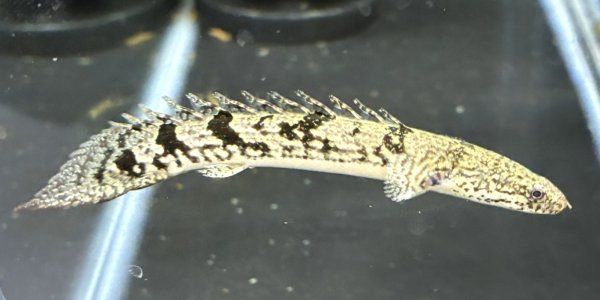 画像1: ポリプテルス デルヘッジィ 美バンド(7cm±)ブリード★ (1)