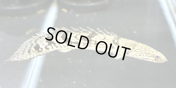 画像1: ポリプテルス デルヘッジィ 美バンド(7cm±)ブリード★ (1)