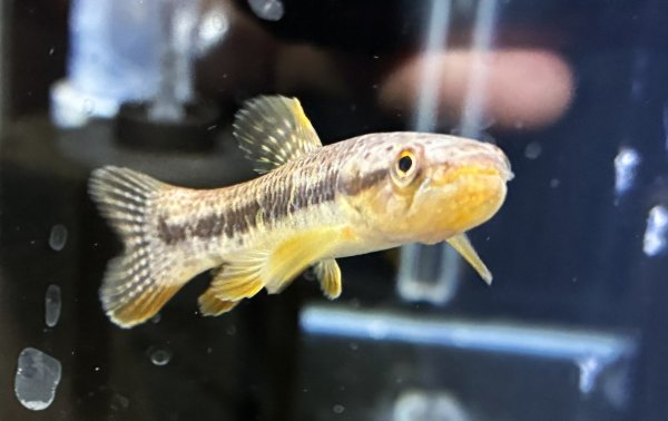 画像3: オレンジフィンキリーホーリー(6cm±)WILD★ (3)