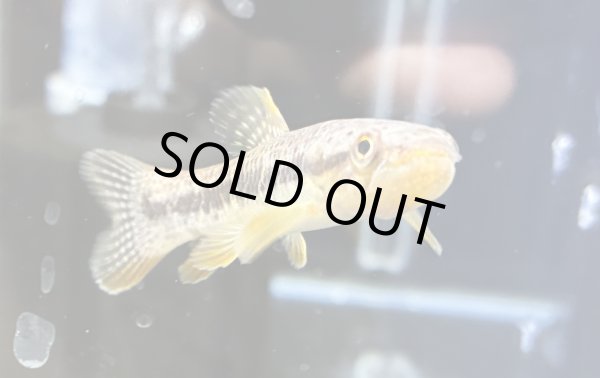 画像3: オレンジフィンキリーホーリー(6cm±)WILD★ (3)