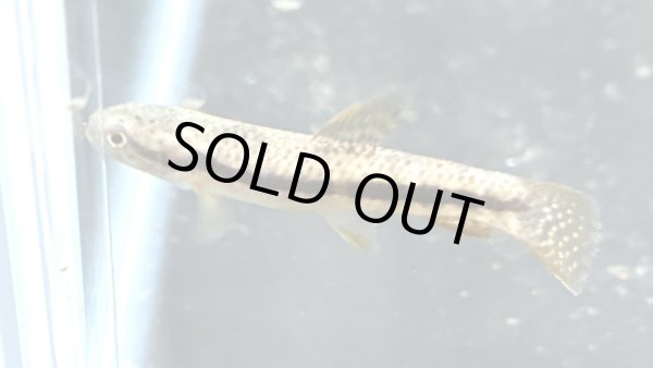 画像2: オレンジフィンキリーホーリー(6cm±)WILD (2)