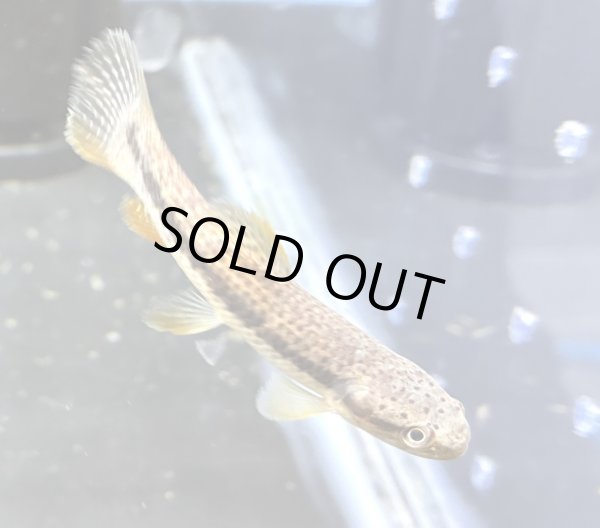 画像2: オレンジフィンキリーホーリー(6cm±)WILD★ (2)