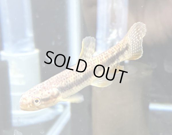 画像1: オレンジフィンキリーホーリー(6cm±)WILD★ (1)