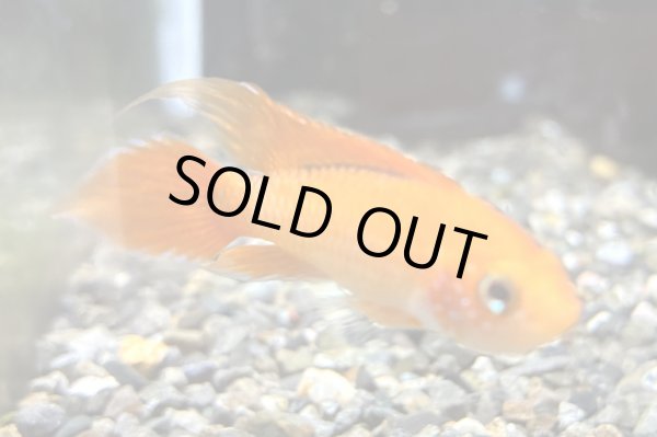 画像1: アピストグラマ アガシジィ ファイヤーレッド オスのみ EUブリード (1)