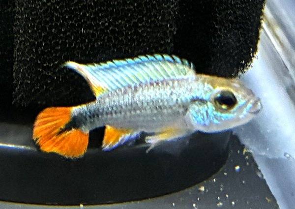 画像2: アピストグラマ アガシジィ ブルーフレーム 1ペア EUブリード★ (2)