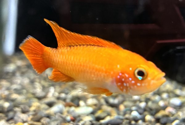 画像2: アピストグラマ アガシジィ ファイヤーレッド オスのみ EUブリード★ (2)