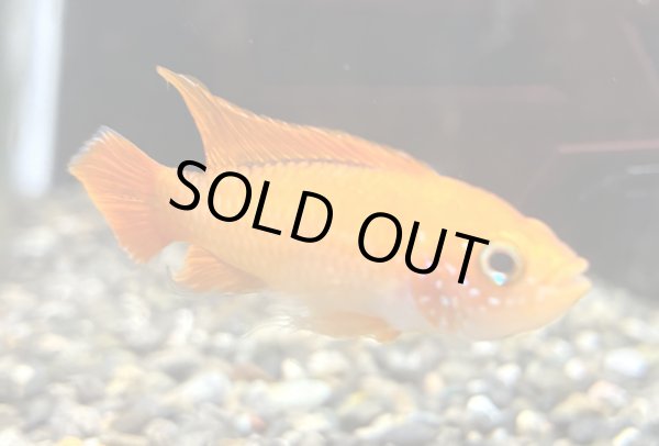 画像2: アピストグラマ アガシジィ ファイヤーレッド オスのみ EUブリード (2)