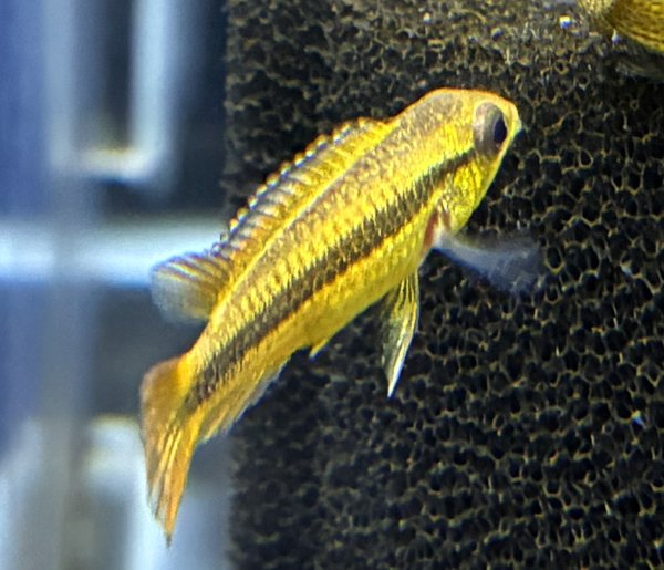 画像3: アピストグラマ アガシジィ ブルーフレーム 1ペア EUブリード★ (3)