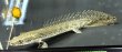 画像1: ポリプテルス ラプエン(9cm±)ブリード★ (1)
