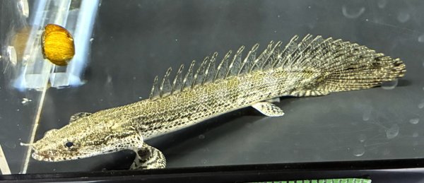 画像1: ポリプテルス ラプエン(9cm±)ブリード★ (1)