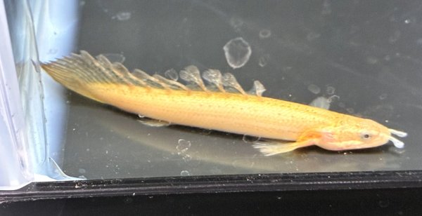 画像1: ポリプテルス セネガルスゴールデン ロングフィン(8cm±)★ (1)