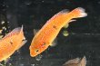 画像2: レッドジュエルシクリッド(6cm±)上物 ブリード★ (2)