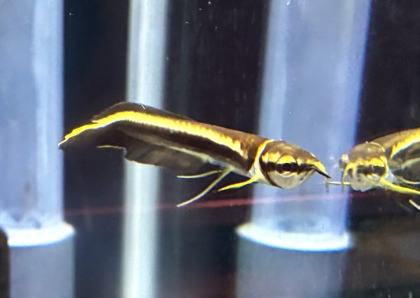 画像1: ブラックアロワナ ベビー(5cm±)★ (1)