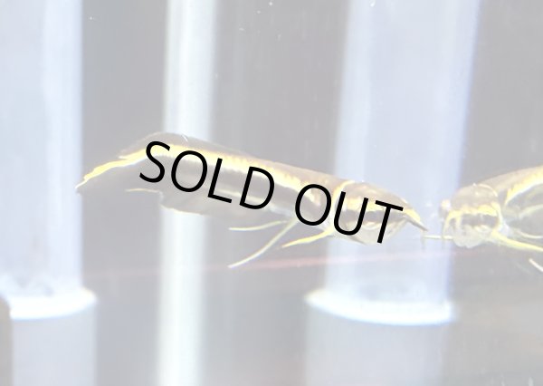 画像1: ブラックアロワナ ベビー(5cm±)★ (1)