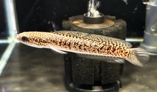 画像1: コウタイ レッドギャラクシー(7cm±)★ (1)