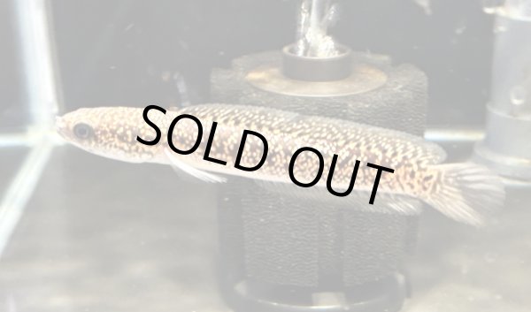 画像1: コウタイ レッドギャラクシー(7cm±) (1)