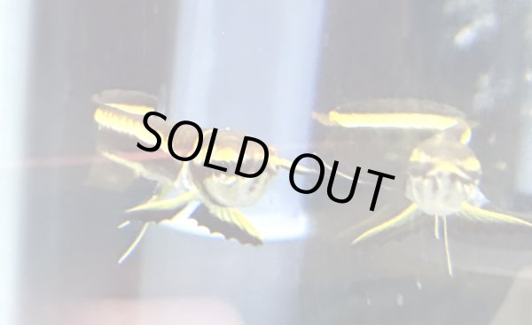 画像2: ブラックアロワナ ベビー(5cm±)★ (2)