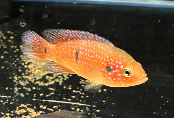 画像1: レッドジュエルシクリッド(6cm±)上物 ブリード★ (1)