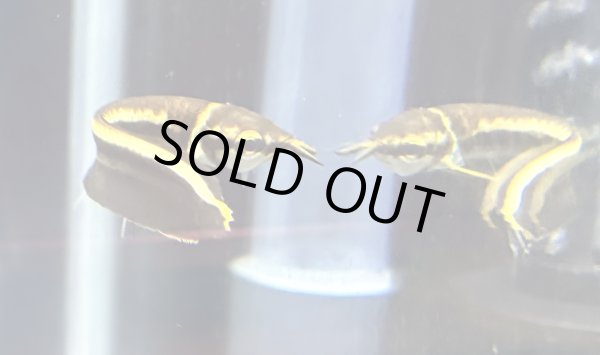 画像3: ブラックアロワナ ベビー(5cm±)★ (3)