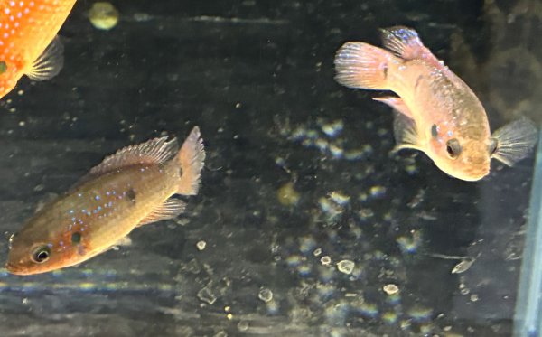 画像1: レッドジュエルシクリッド(6cm±)ブリード (1)