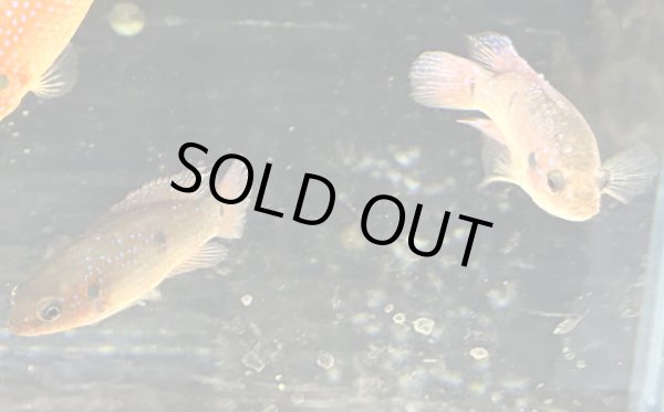 画像1: レッドジュエルシクリッド(6cm±)ブリード (1)