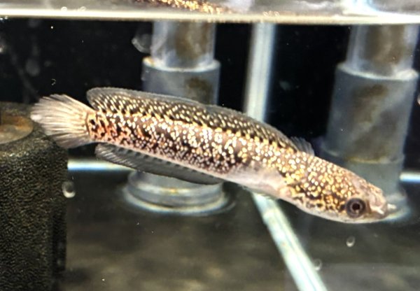 画像2: コウタイ レッドギャラクシー(7cm±)★ (2)